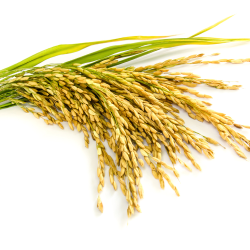 Proteiny z rýže a konopí